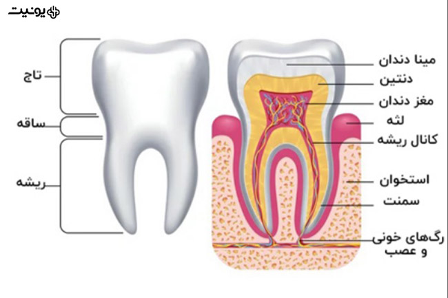 آناتومی دندان در دندانسازی